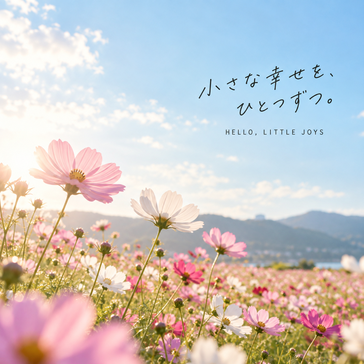 SNS投稿 SNS: SNS カフェ・花・旅｜秋のコスモス