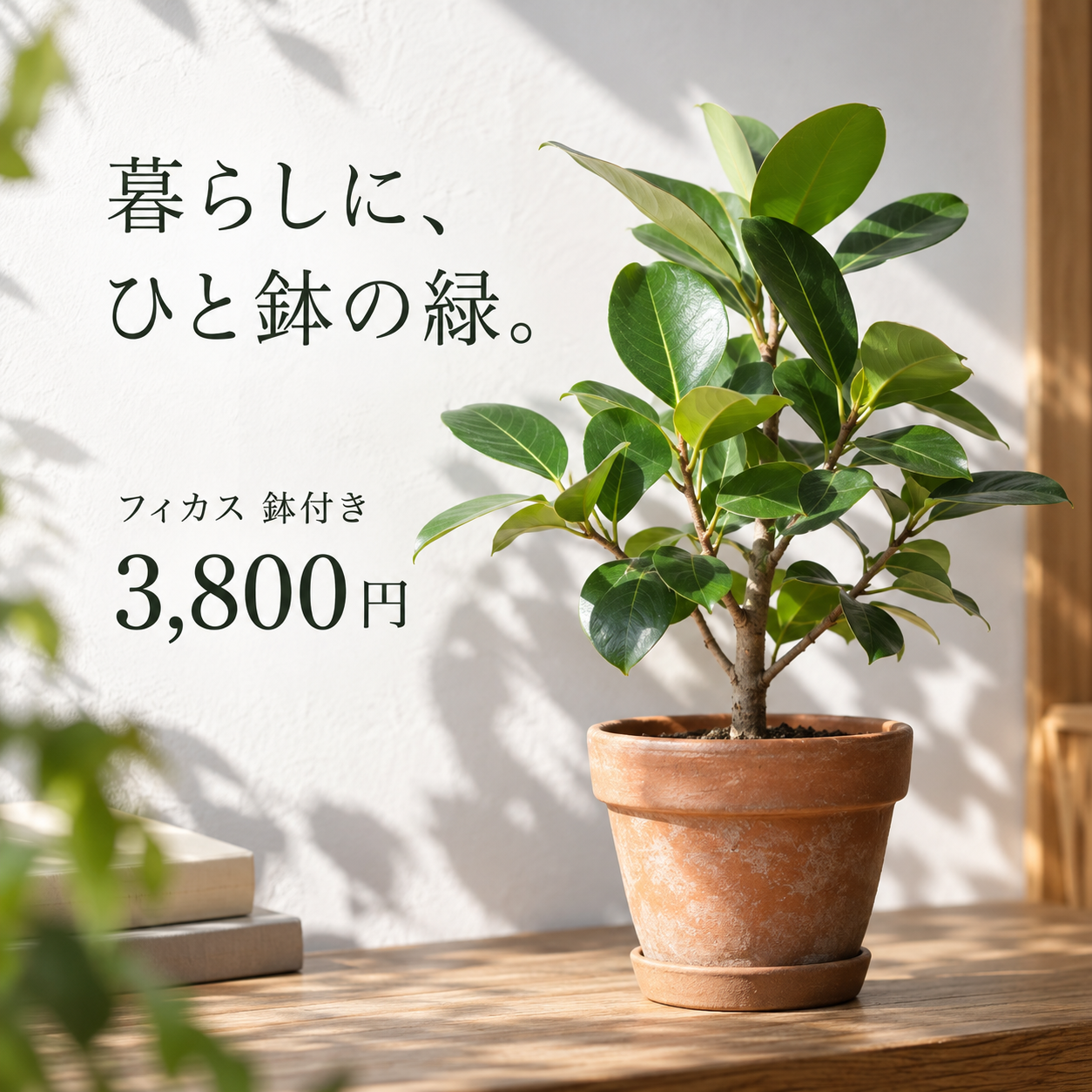 SNS投稿 SNS: SNS 店舗販促・美容｜フィカスの鉢植え
